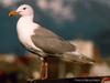 Glaucous-winged Gull (Larus glaucescens)