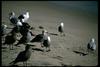 Heermann's Gull flock (Larus heermanni)