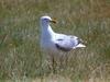 Herring Gull (Larus argentatus)