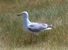 Herring Gull (Larus argentatus)