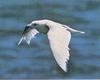 Iceland Gull (Larus glaucoides)