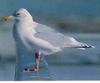 Iceland Gull (Larus glaucoides)