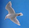 Iceland Gull (Larus glaucoides)