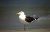 Kelp Gull = Southern Black-backed Gull (Larus dominicanus)