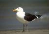 Kelp Gull = Southern Black-backed Gull (Larus dominicanus)