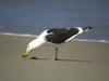 Kelp Gull = Southern Black-backed Gull (Larus dominicanus)