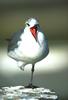 Laughing Gull (Larus atricilla)