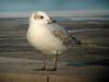 Mediterranean Gull (Larus melanocephalus)