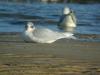 Mediterranean Gull (Larus melanocephalus)