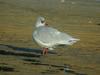 Mediterranean Gull (Larus melanocephalus)