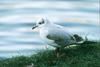 Mediterranean Gull (Larus melanocephalus)