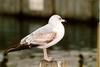 Ring-billed Gull (Larus delawarensis)