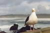 Western Gull (Larus occidentalis)