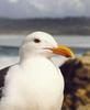 Western Gull (Larus occidentalis)