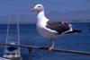 Western Gull (Larus occidentalis)