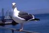 Western Gull (Larus occidentalis)