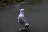 Western Gull (Larus occidentalis)