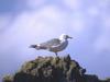 Yellow-legged Gull (Larus cachinnans)