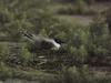 Gull on nest (Larus sp.)