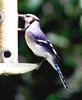 Blue Jay (Cyanocitta cristata)