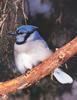 Blue Jay (Cyanocitta cristata)