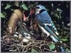 Blue Jay & chicks on nest (Cyanocitta cristata)