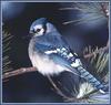 Blue Jay (Cyanocitta cristata)