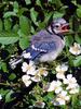 Blue Jay (Cyanocitta cristata)