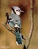 Blue Jay (Cyanocitta cristata)