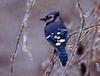 Blue Jay (Cyanocitta cristata)