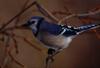 Blue Jay (Cyanocitta cristata)