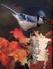 Blue Jay (Cyanocitta cristata)