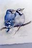[Animal Art - Twila Robar] Blue Jay pair (Cyanocitta cristata)