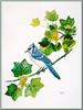 [Animal Art - H. Douglas Pratt] Blue Jay (Cyanocitta cristata)