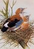 [Animal Art - Basil Ede] Eurasian Jay pair on nest (Garrulus glandarius)