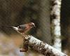 Eurasian Jay (Garrulus glandarius)