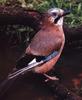 Eurasian Jay (Garrulus glandarius)