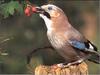 Eurasian Jay (Garrulus glandarius)