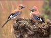 Eurasian Jay pair (Garrulus glandarius)