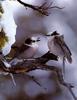 Gray Jays (Perisoreus canadensis)