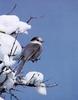 Gray Jay (Perisoreus canadensis)