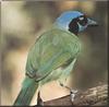 Green Jay (Cyanocorax yncas)