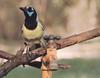 Green Jay (Cyanocorax yncas)