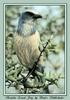 Florida Scrub-jay (Aphelocoma coerulescens)