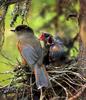 Siberian Jay & chicks on nest (Perisoreus infaustus)