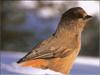 Siberian Jay (Perisoreus infaustus)