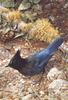 Steller's Jay (Cyanocitta stelleri)