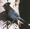 Steller's Jay (Cyanocitta stelleri)