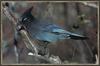 Steller's Jay (Cyanocitta stelleri)