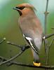 Bohemian Waxwing (Bombycilla garrulus)